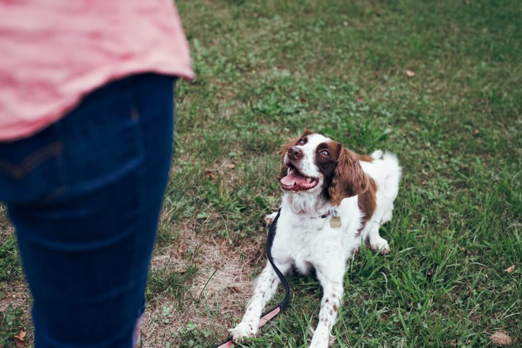 Understanding Dog Body Language: What Your Dog Is Really Trying to Tell You 