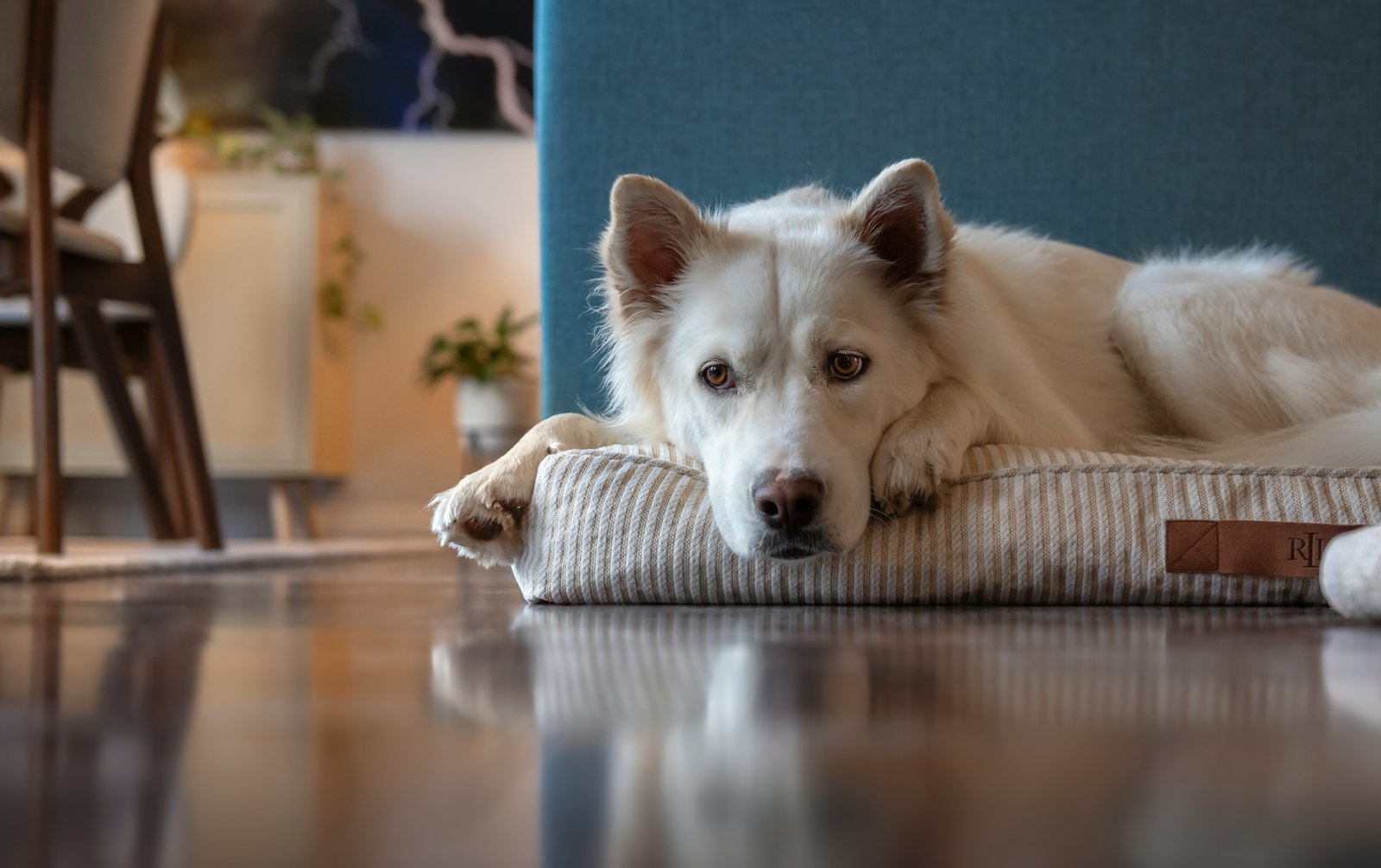 dog at apartment