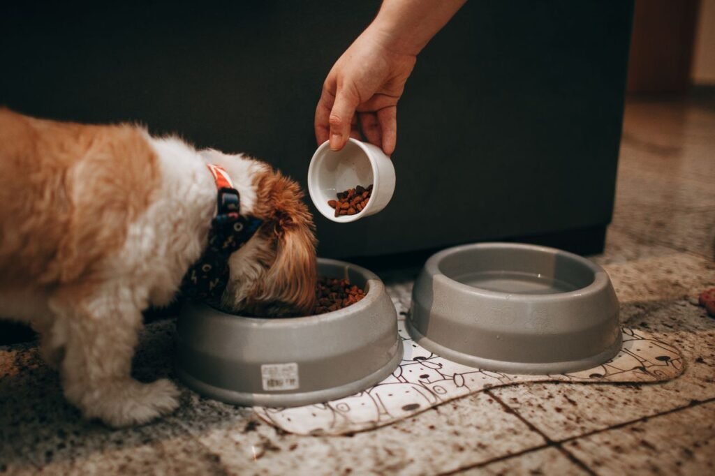 Human Foods That Are Toxic to Dogs: What Every Owner Should Know 