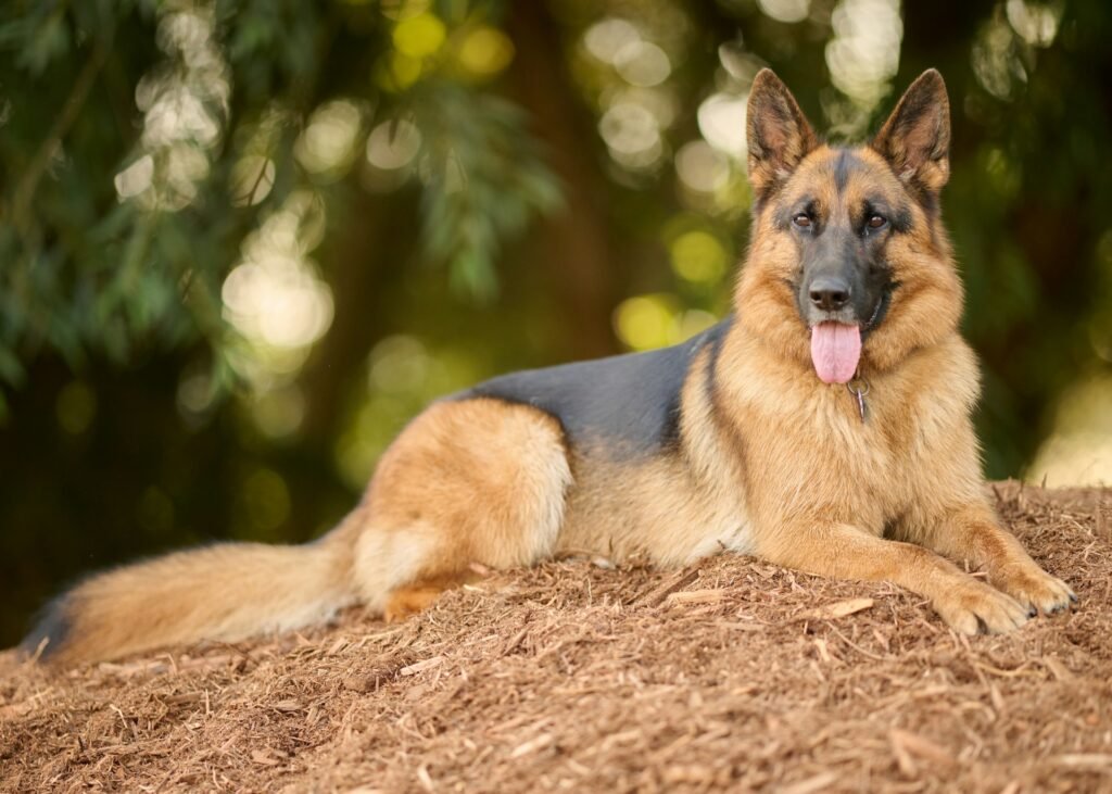 Choosing a Breed That Fits Your Activity Level 